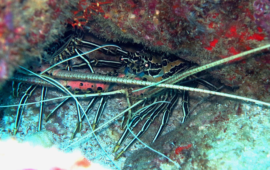 IMG_1157rf_Maldives_Madoogali_Plongee 12_Kuda Kandu_Langouste.jpg